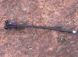 Blue-tipped Dancer